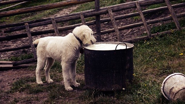 alimentação caseira para pet