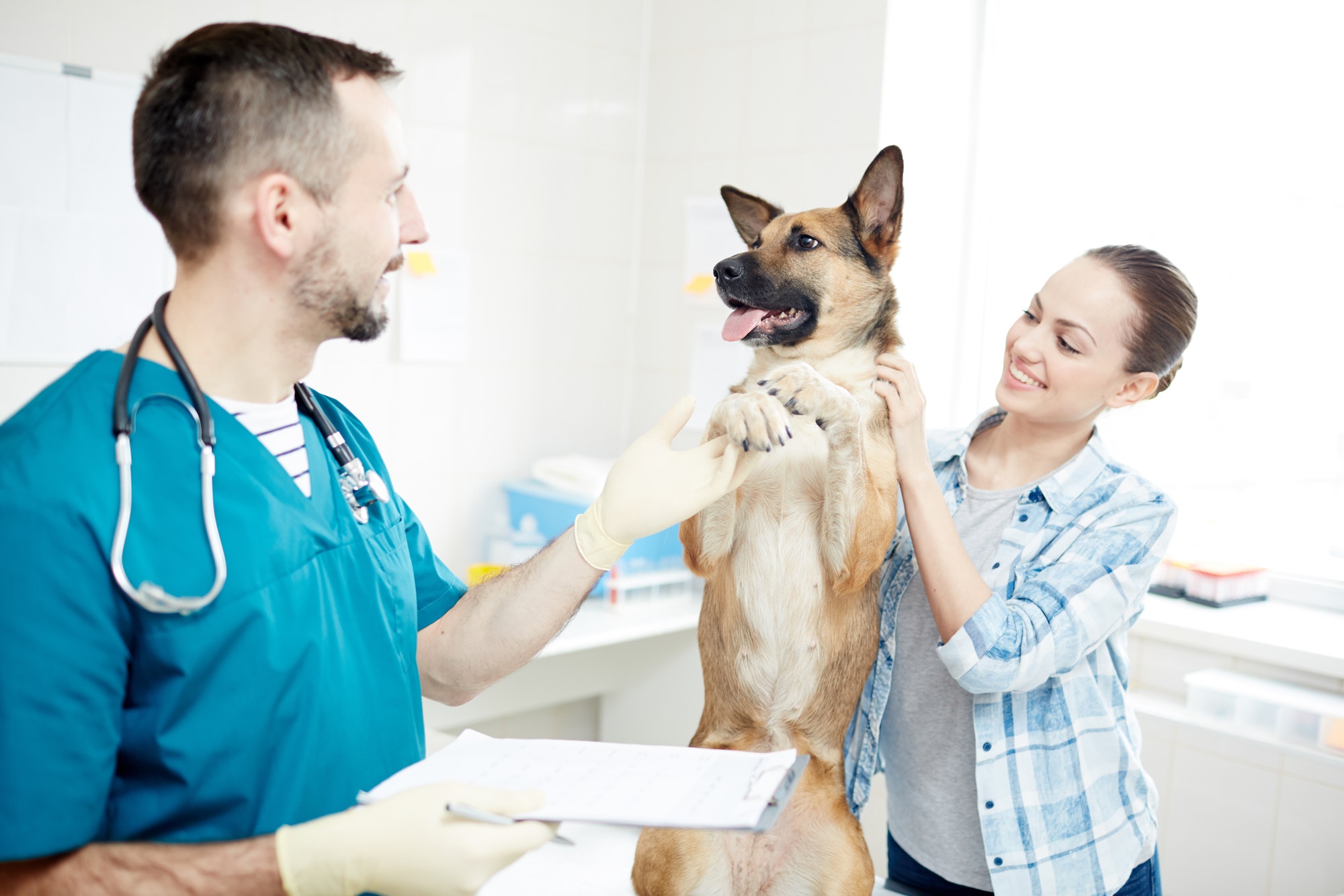 exames clínicos para cachorros