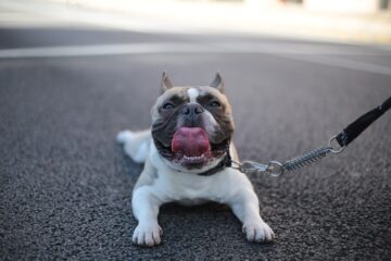 vantagens da castração em Teófilo Otoni MG - Porto Pet Shop e Clínica Veterinária