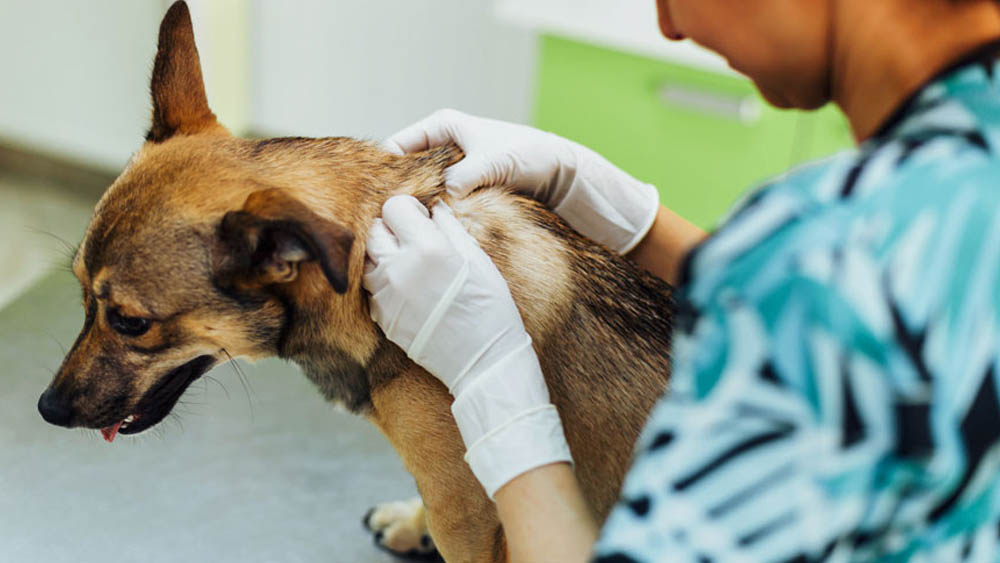 dermatologista veterinário