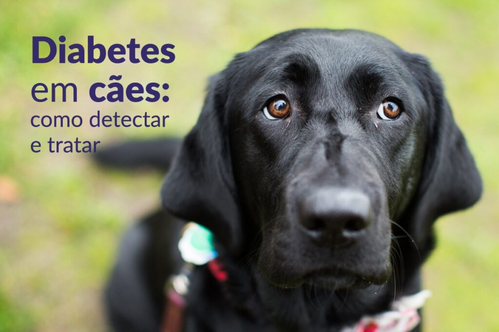 diabetes canina