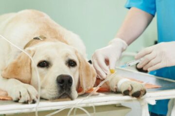 A cinomose canina é uma doença viral altamente contagiosa e potencialmente fatal que afeta principalmente cães.